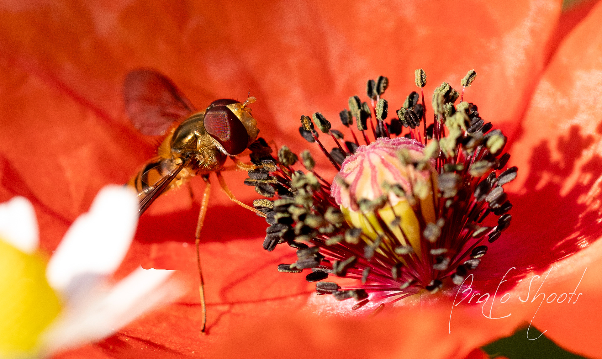 Macro