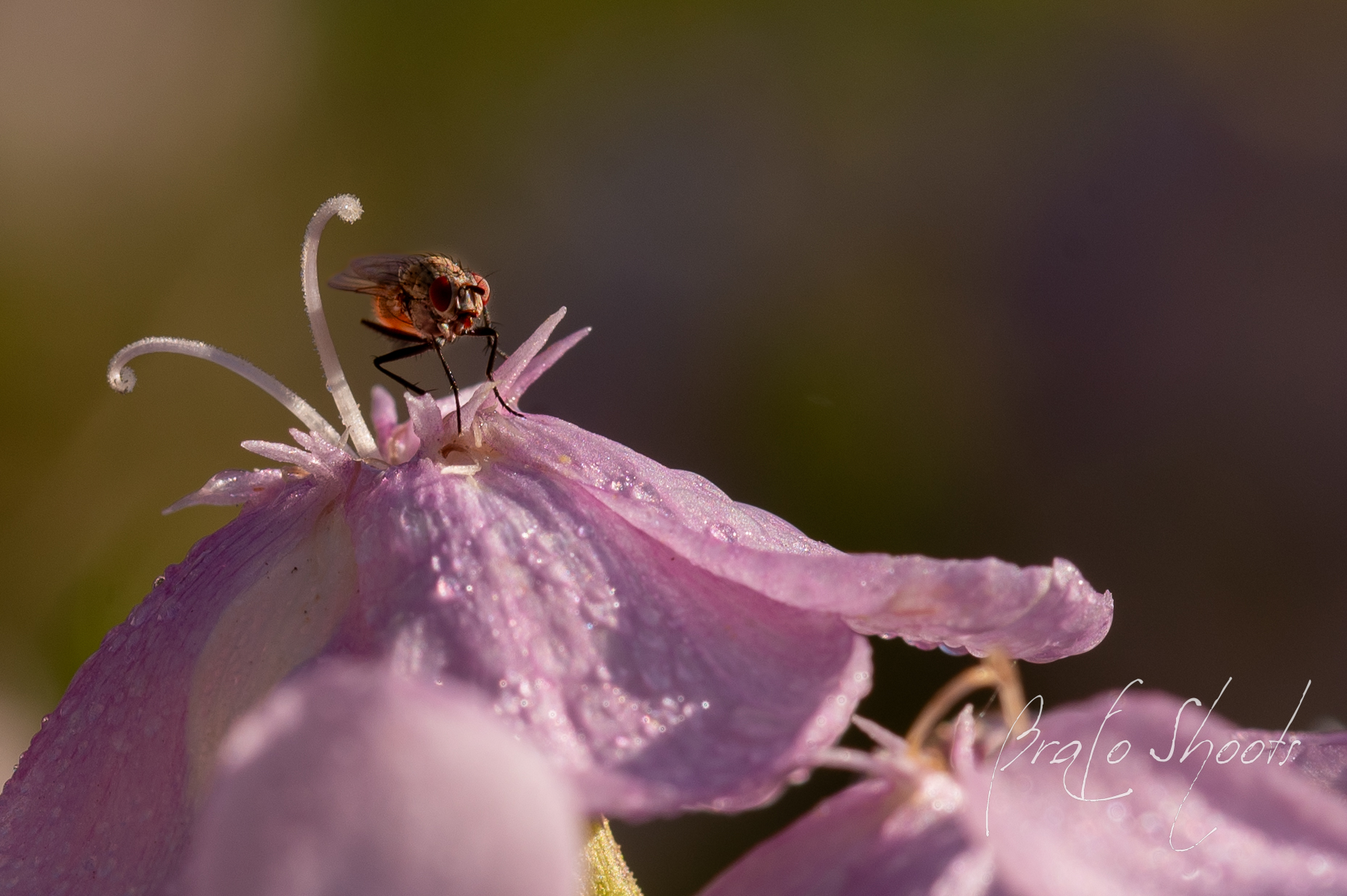 Macro