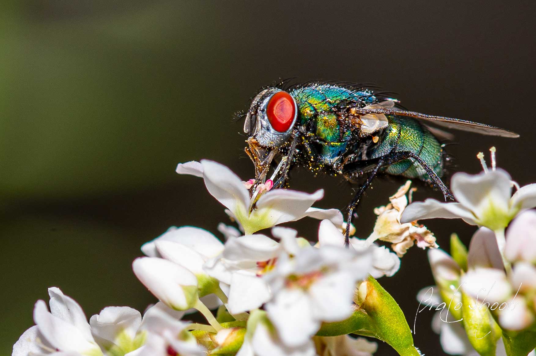 Macro