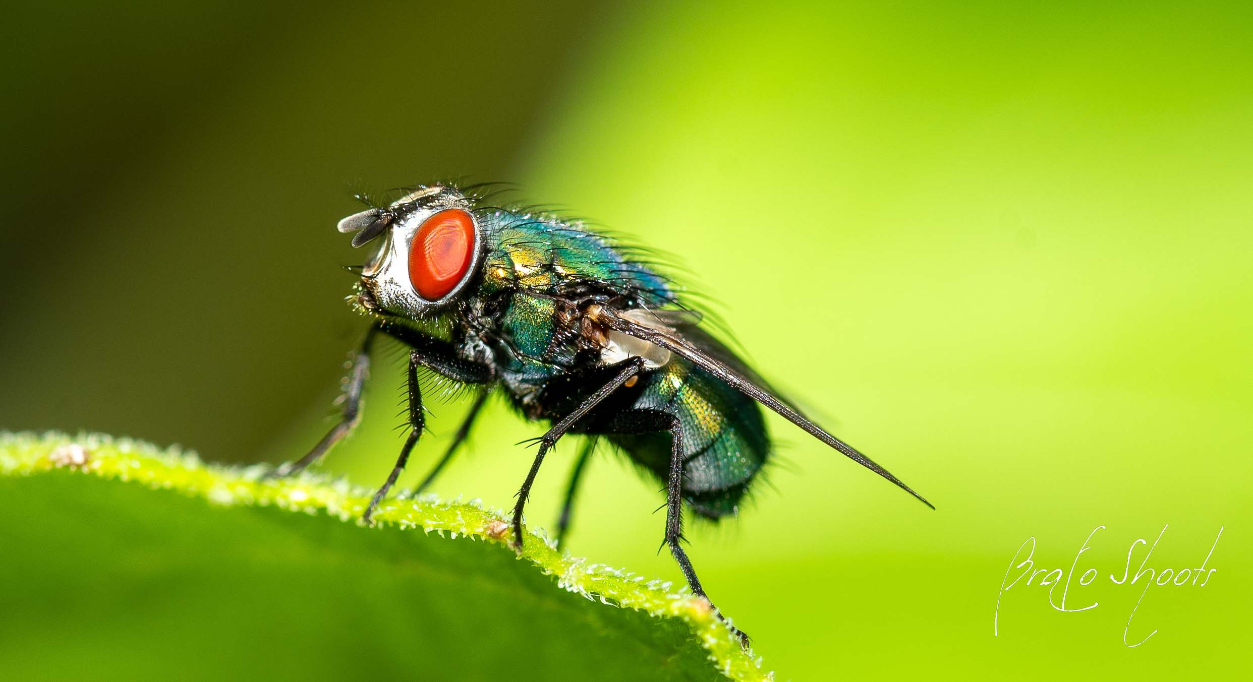 Macro